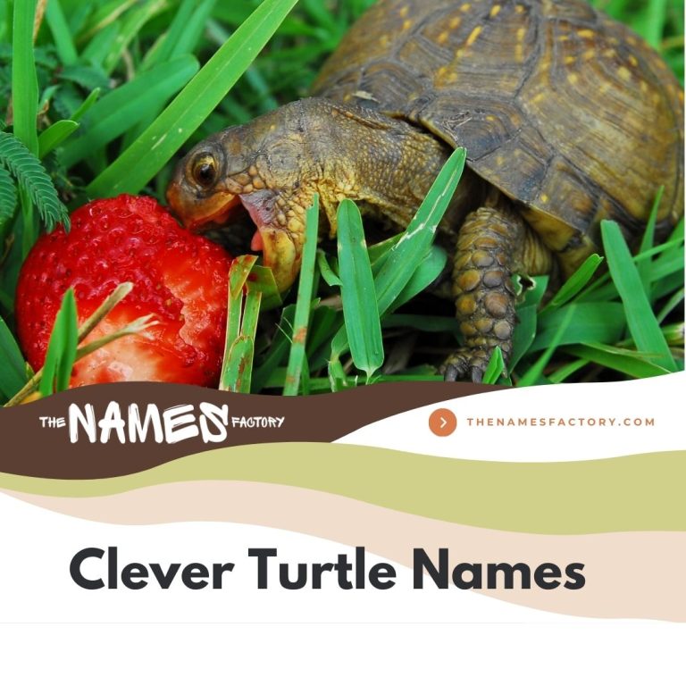 440+ Best Turtle Names Ideas [Cute, Funny & More]