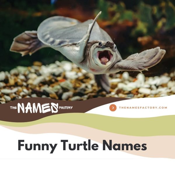 440+ Best Turtle Names Ideas [Cute, Funny & More]