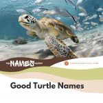 440+ Best Turtle Names Ideas [Cute, Funny & More]