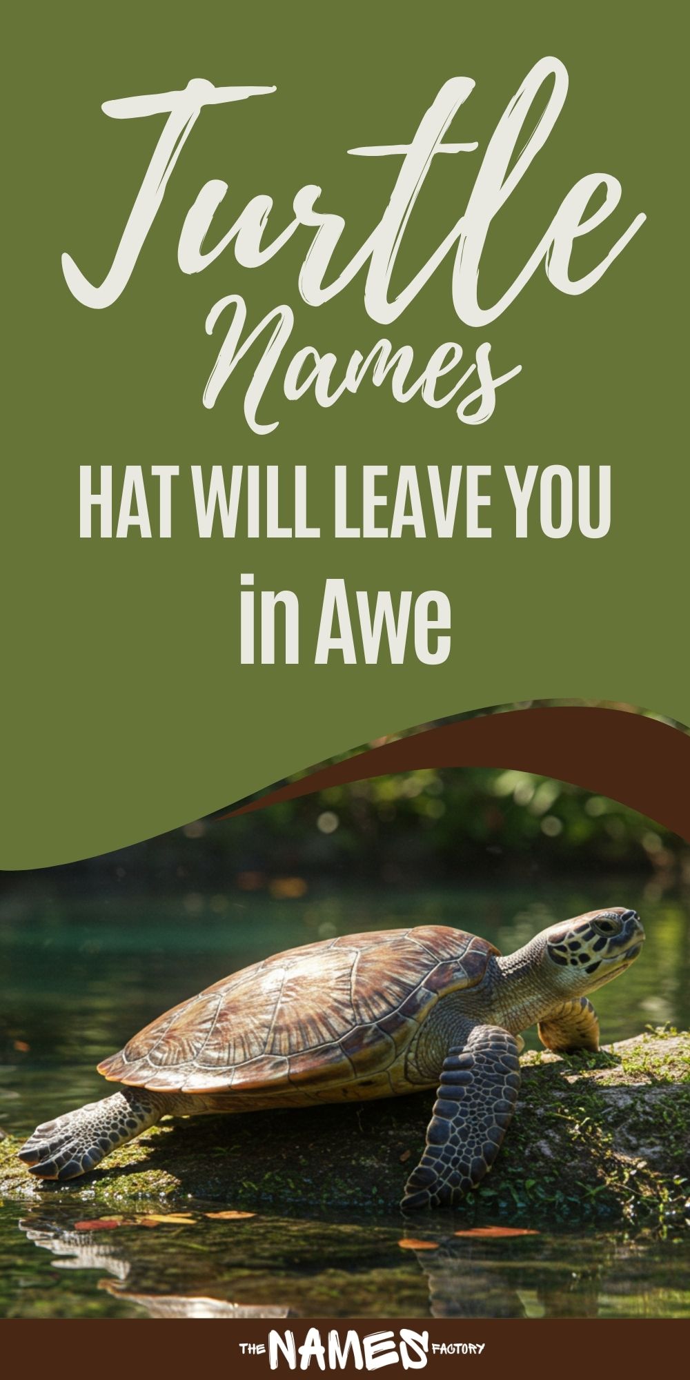 turtle names 3 - The Names Factory turtle names 3