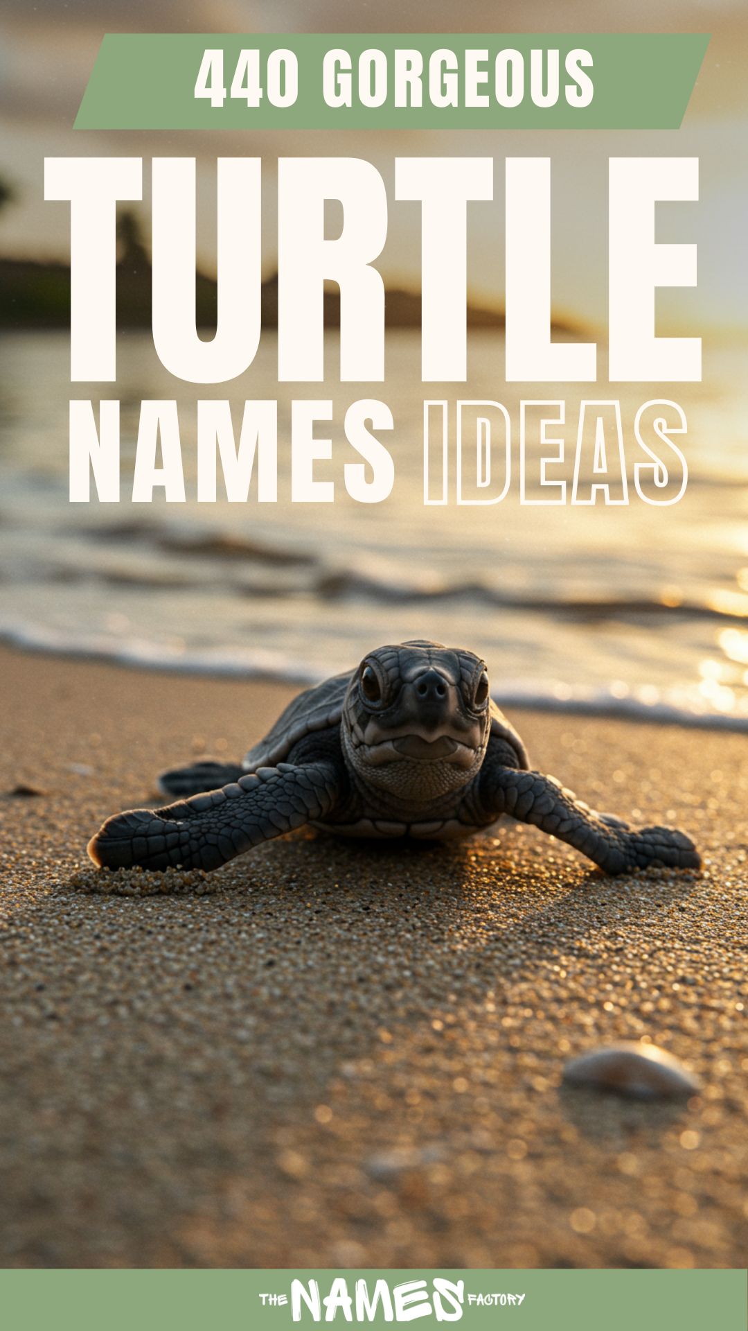 turtle names 7 - The Names Factory turtle names 7