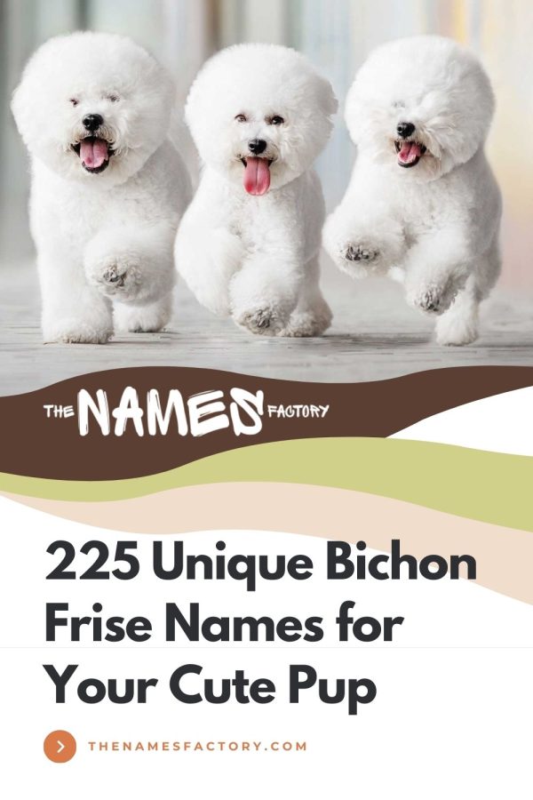 225 Perfect Bichon Frise Names Cute Funny More 225-perfect-bichon-frise-names-cute-funny-more