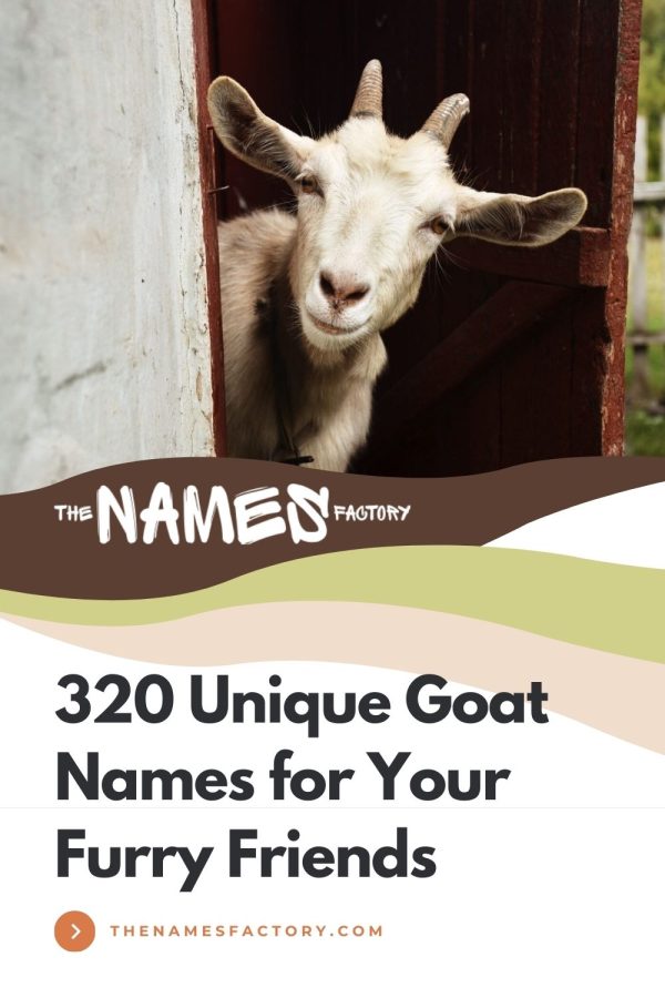 320+ Goat Names For Naming Your News Pet