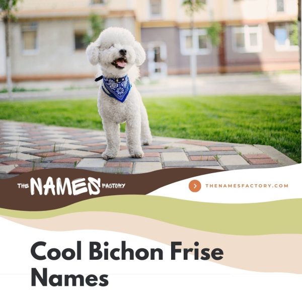 225-perfect-bichon-frise-names-cute-funny-more
