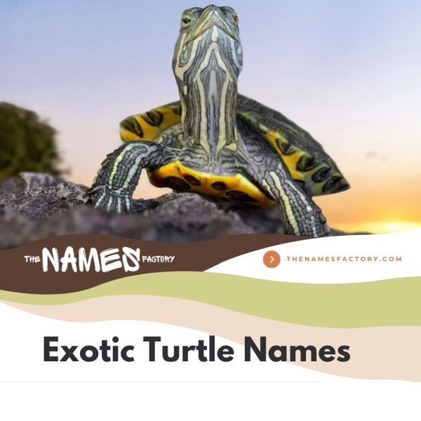 440+ Best Turtle Names Ideas [Cute, Funny & More]