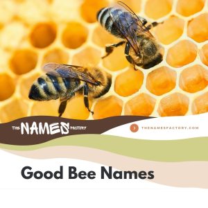 150+ Creative Bee Names for Your Little Friends