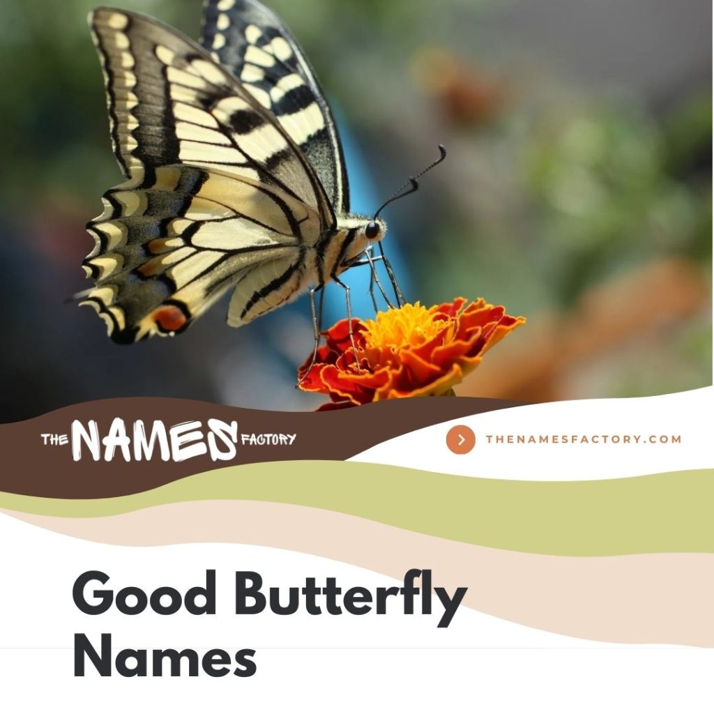 150+ Unique Butterfly Names to Discover