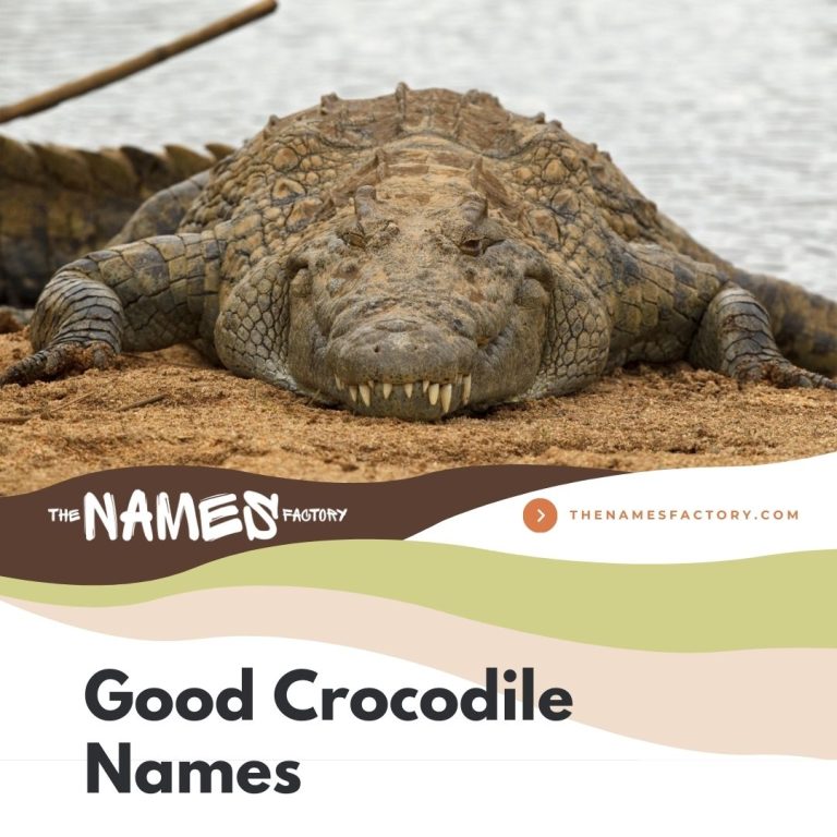 300+ Creative Crocodile Names & Alligator Names