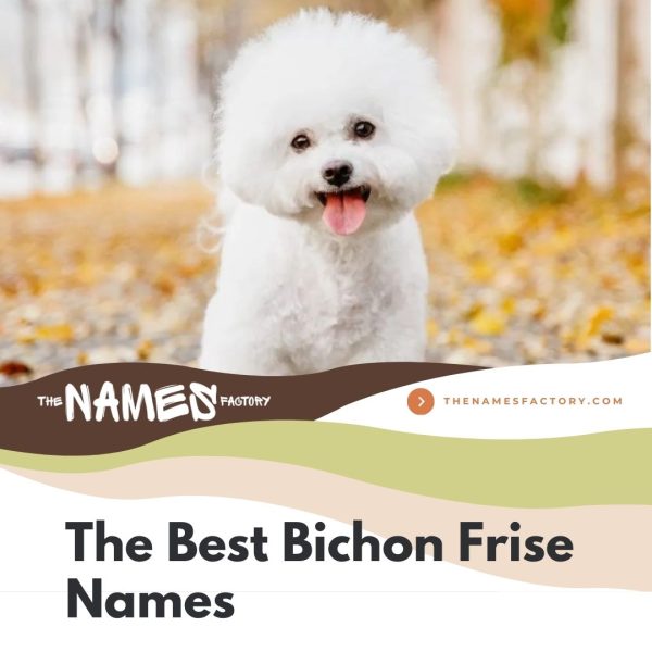 225 Perfect Bichon Frise Names Cute Funny More 225-perfect-bichon-frise-names-cute-funny-more