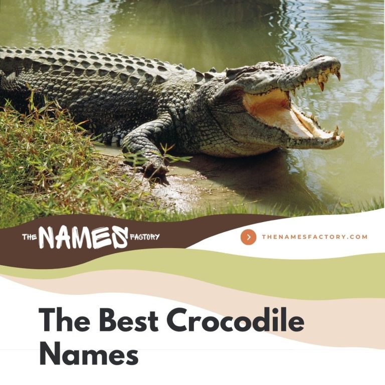300+ Creative Crocodile Names & Alligator Names