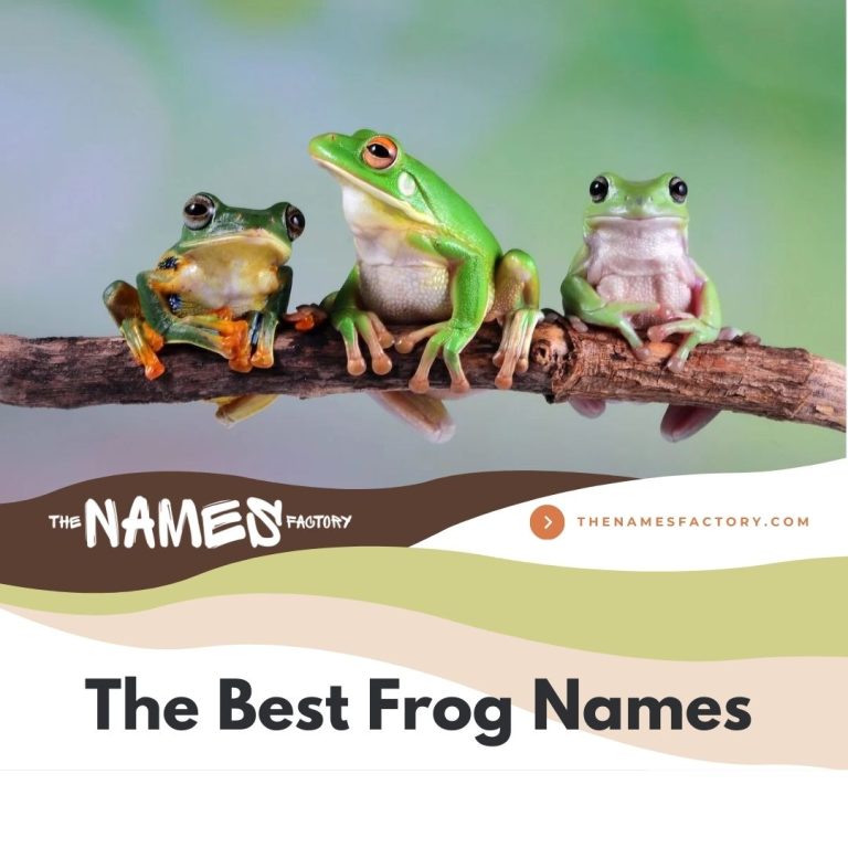 225+ Best Frog Names [Unique, Creative, Cute, Funny & More]