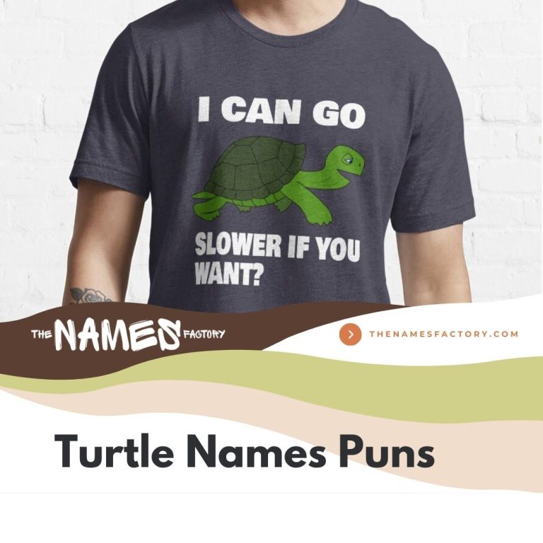 440+ Best Turtle Names Ideas [Cute, Funny & More]