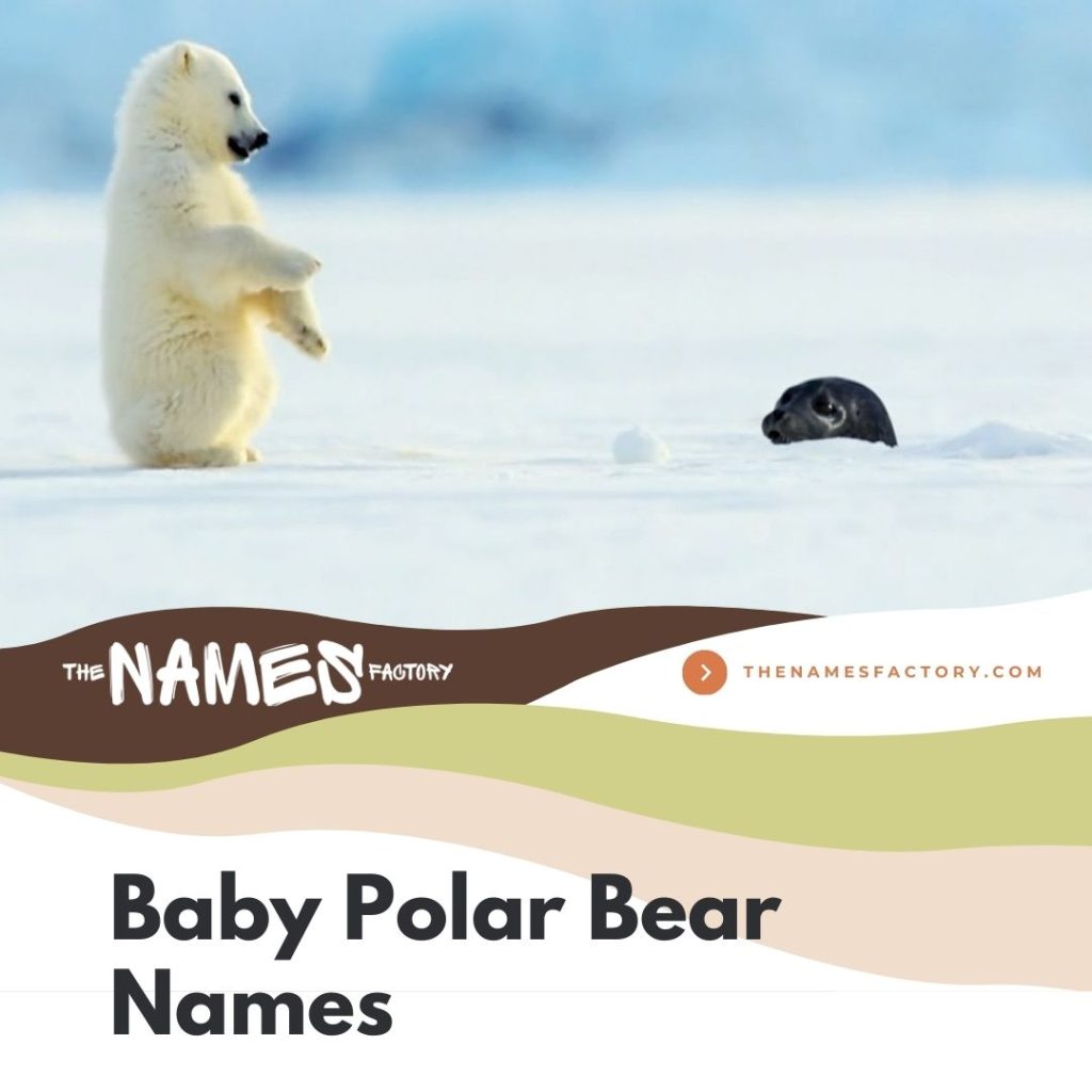 320 Best Polar Bear Names For Your Snowy Buddy