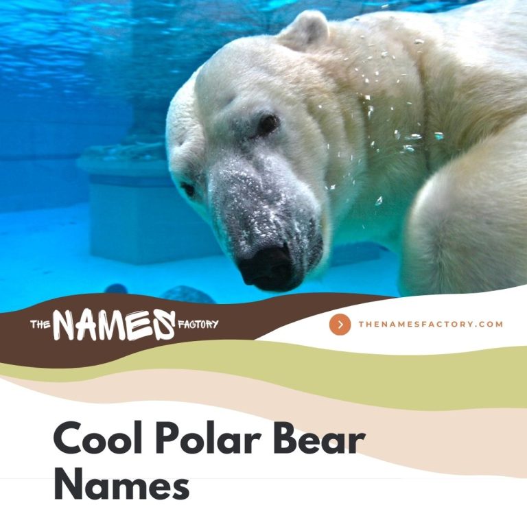 320 Best Polar Bear Names For Your Snowy Buddy