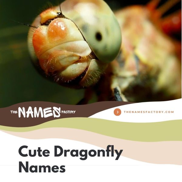 250+ Best Dragonfly Names [Cure, Unique & More]