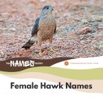 310+ Hawk Names for the Amazing Birds That Rules The Sky