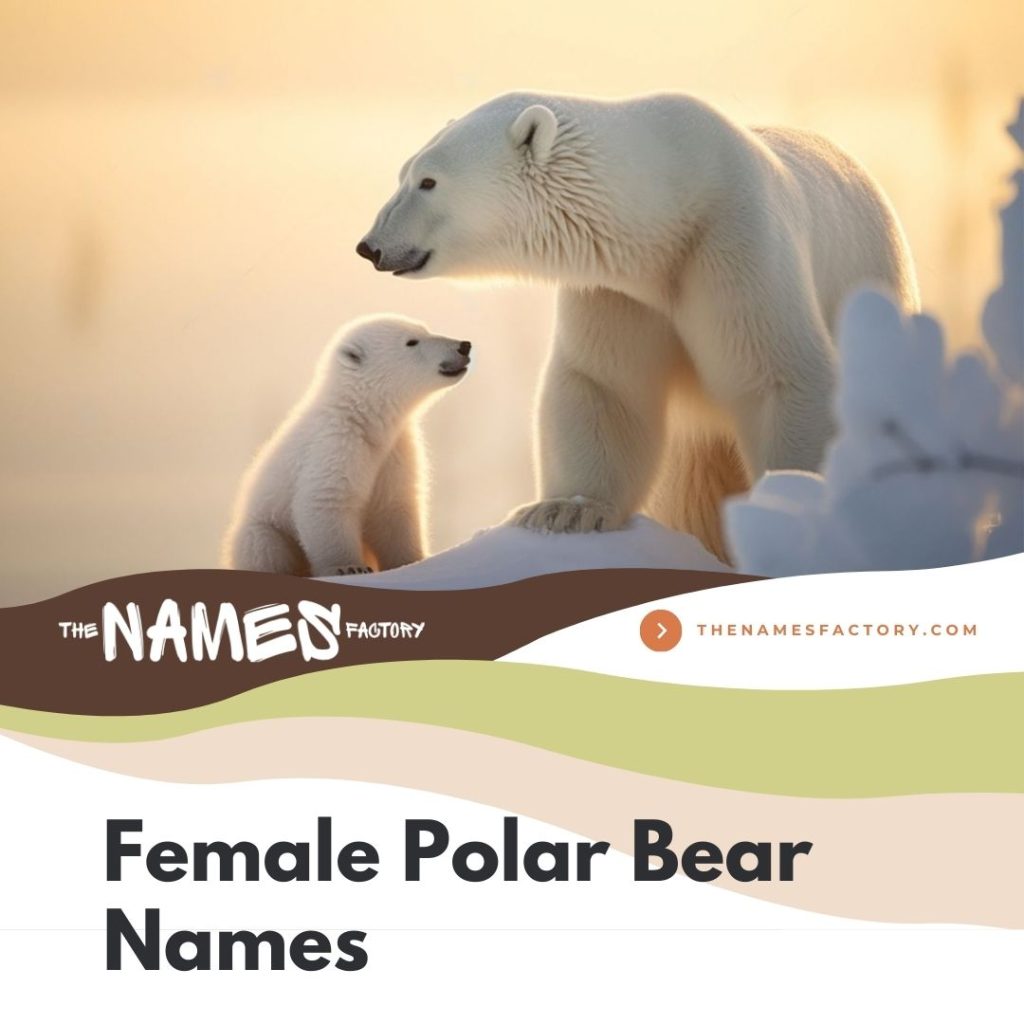 320 Best Polar Bear Names For Your Snowy Buddy 320-best-polar-bear-names-for-your-snowy-buddy