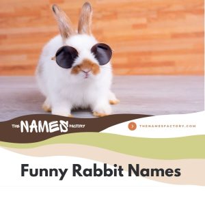 580+ Best Rabbit Names [Categories, Meanings & Colors]