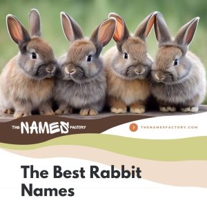 580+ Best Rabbit Names [Categories, Meanings & Colors]